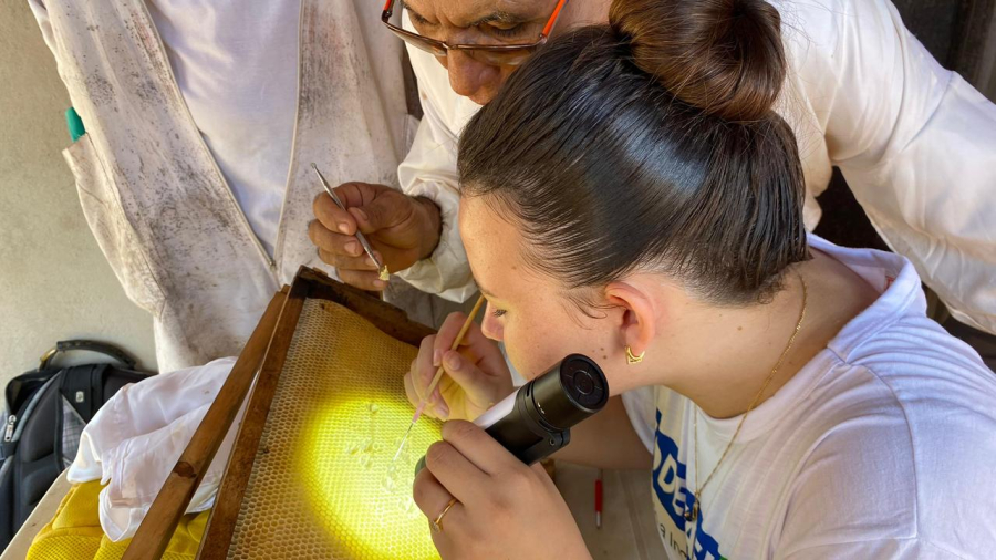 Mais de 3 mil mulheres geram renda e impulsionam a produção de mel no Piauí