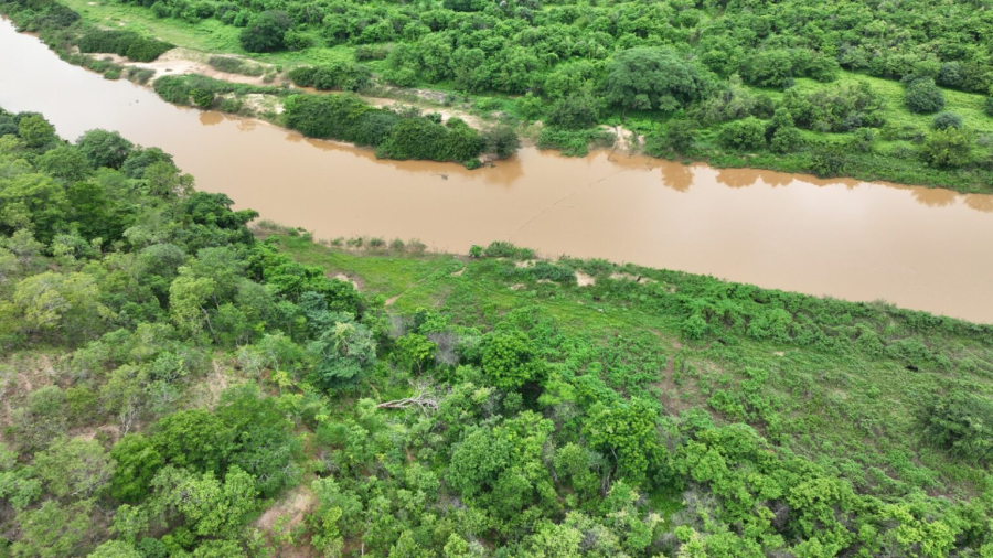Recuperação de vegetação ciliar avança no território quilombola Mimbó no Piauí