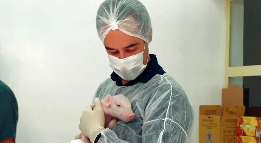 Primeiro porco clonado no Brasil nasce em laboratório da USP