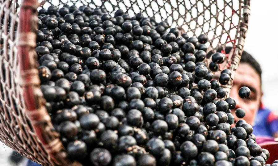 Símbolo paraense, açaí possui diversos benefícios à saúde